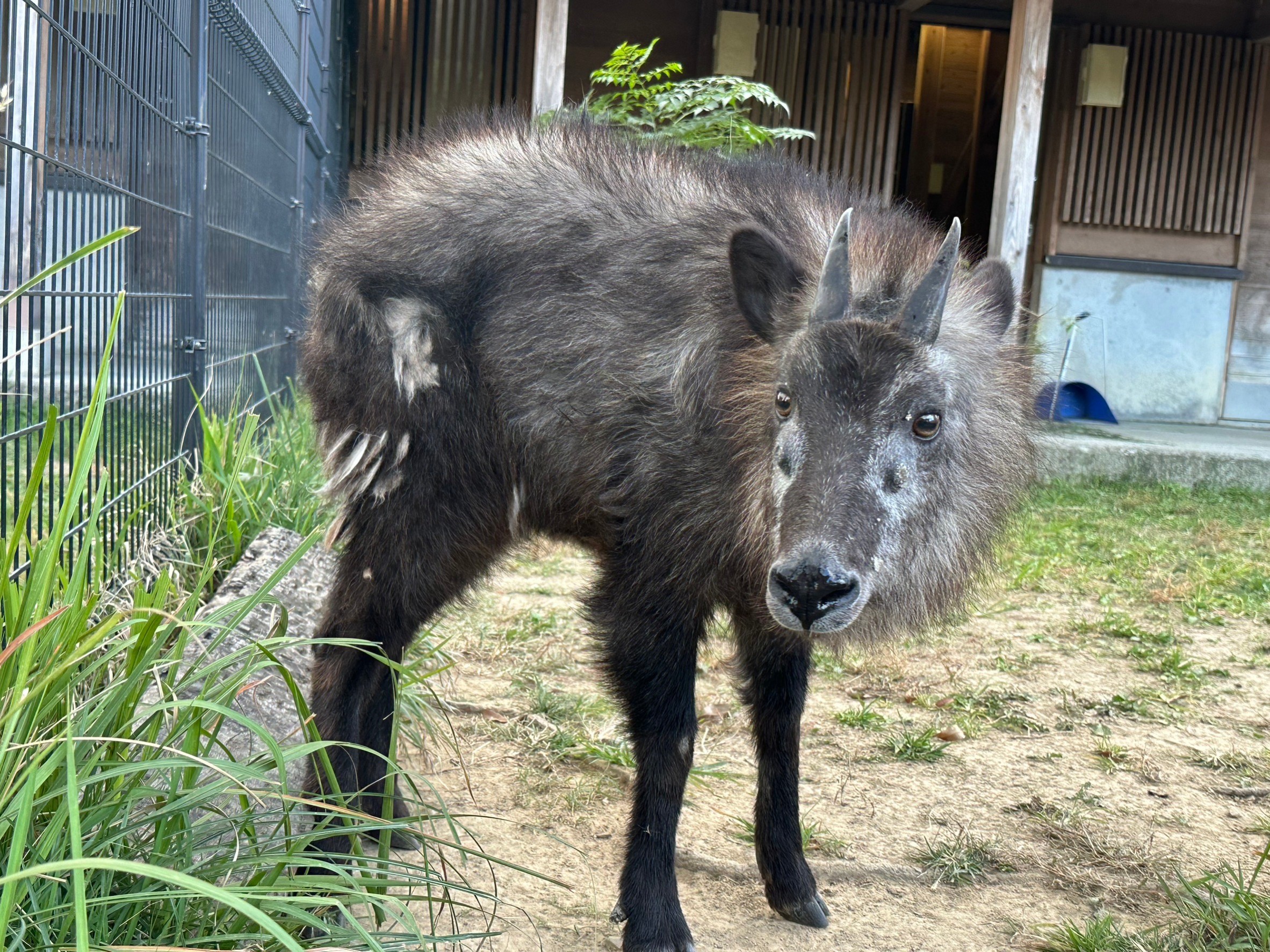 動物園のつくり方: 入門 動物園学／PAUL A. REES 動物園のつくり方: 入門 動物園学 | PAUL A. REES, 武田 庄平