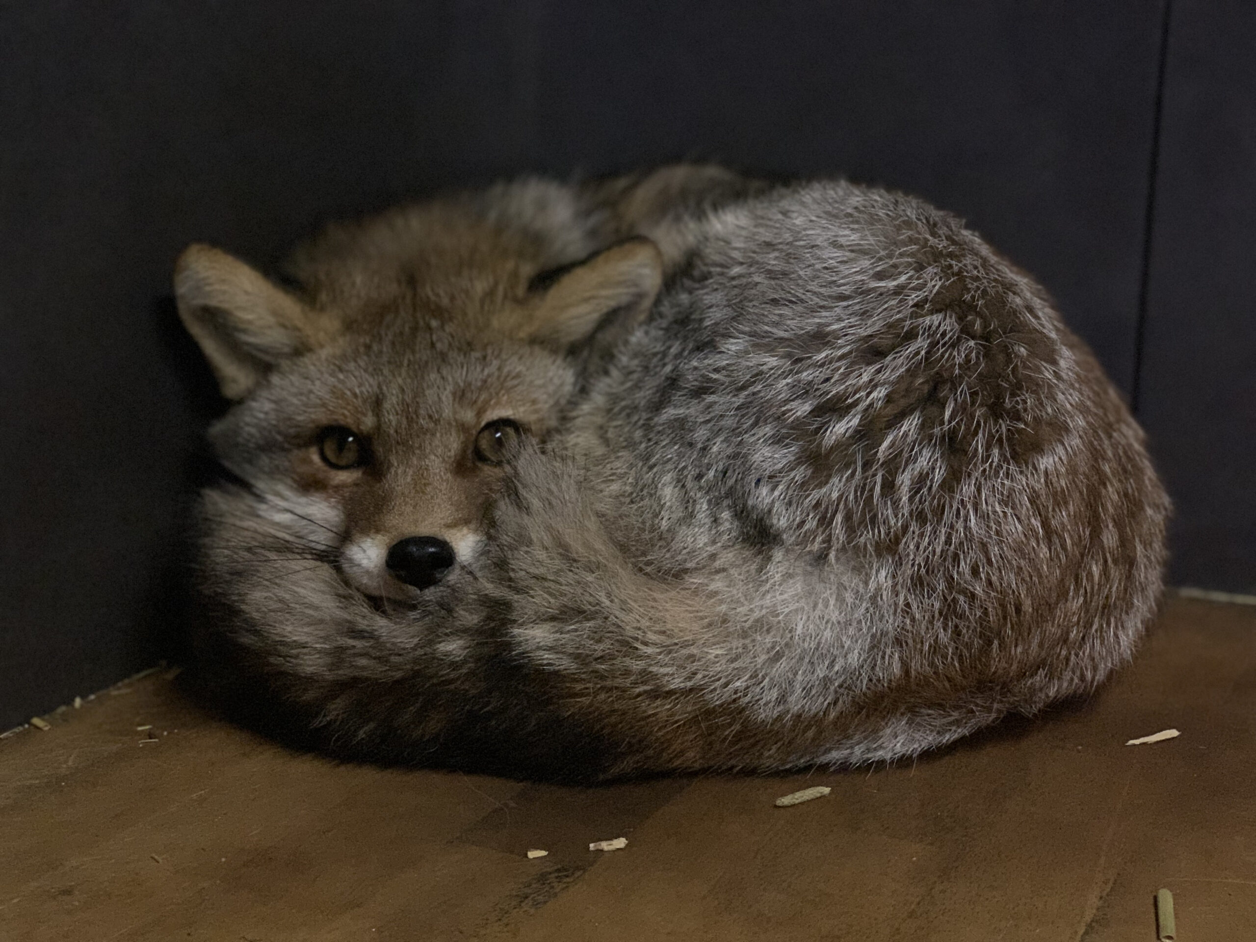 キツネの展示について - 飯田市立動物園