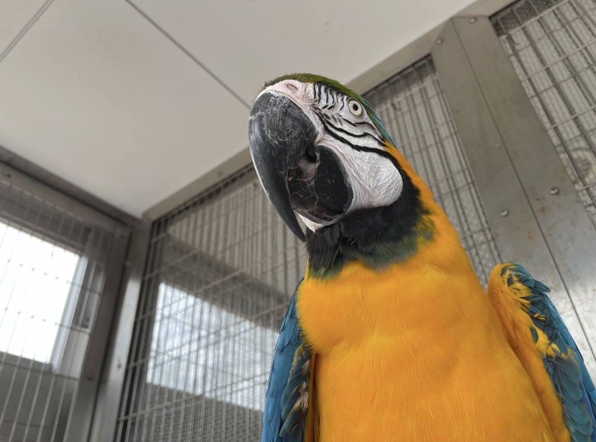 ルリコンゴウインコが仲間入りしました！ - 飯田市立動物園